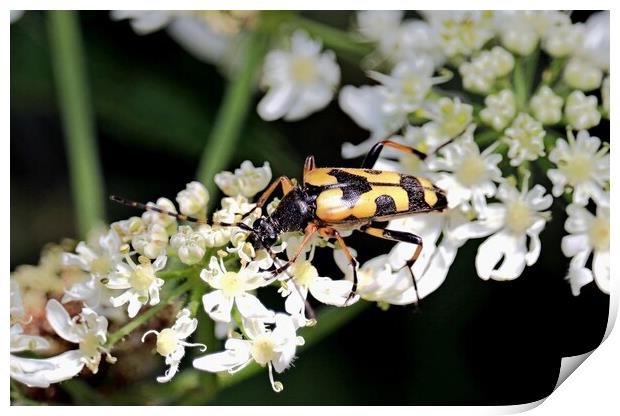 Spotted Longhorn Beetle Print by Bryan 4Pics
