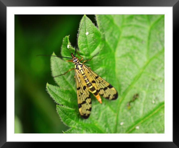 Scorpionfly Framed Mounted Print by Bryan 4Pics