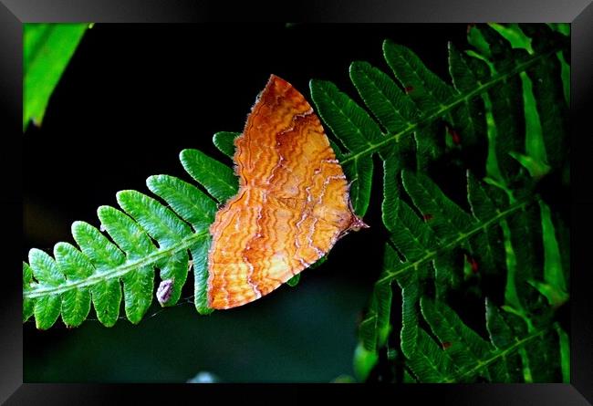 Yellow Shell Moth Framed Print by Bryan 4Pics