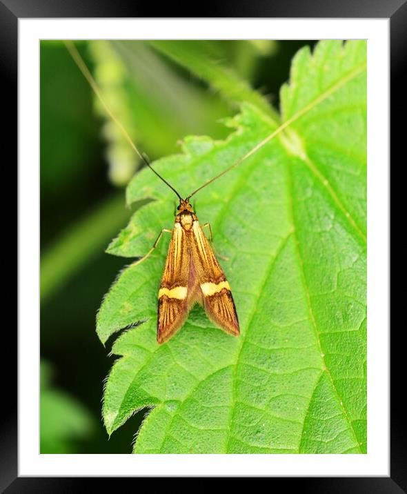 Yellow-Barred Longhorn Moth Framed Mounted Print by Bryan 4Pics