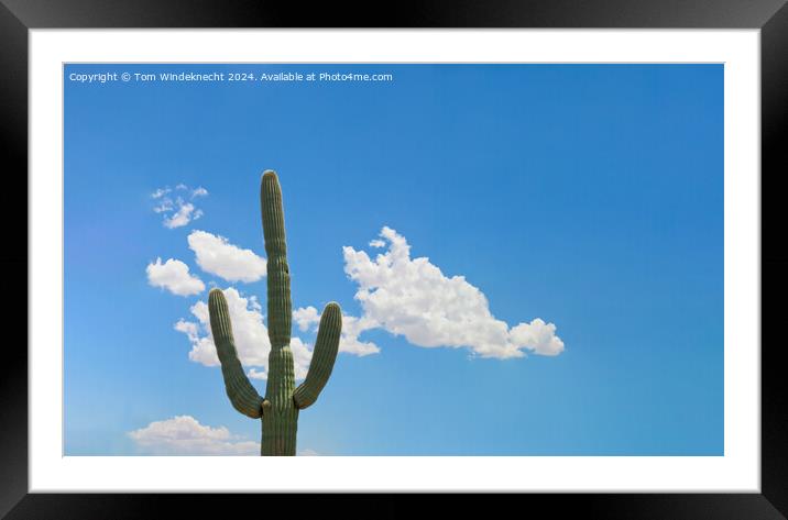 Lonely Saguaro Framed Mounted Print by Tom Windeknecht