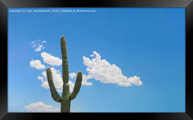 Lonely Saguaro Framed Print by Tom Windeknecht