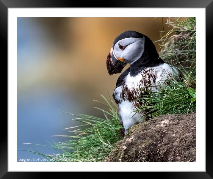 Puffin with a dirty face. Framed Mounted Print by Alf Damp