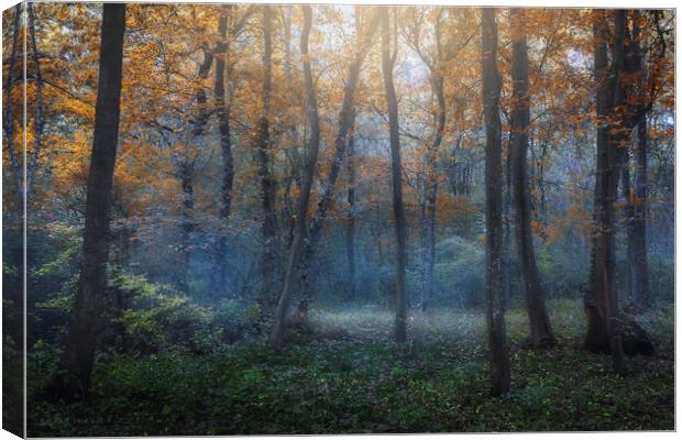 Dreamy forest in autumn. Canvas Print by Dejan Travica