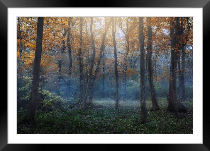 Dreamy forest in autumn. Framed Mounted Print by Dejan Travica