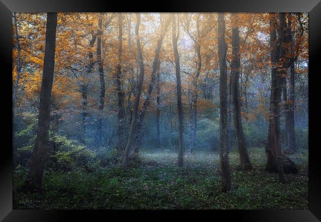 Dreamy forest in autumn. Framed Print by Dejan Travica