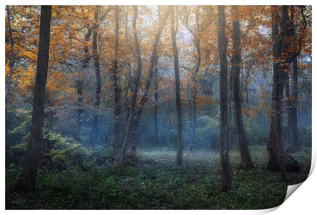 Dreamy forest in autumn. Print by Dejan Travica