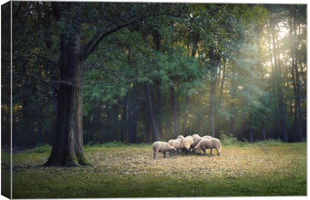 A flock of sheep is grazing in the forest Canvas Print by Dejan Travica