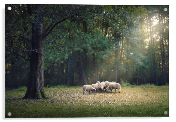 A flock of sheep is grazing in the forest Acrylic by Dejan Travica