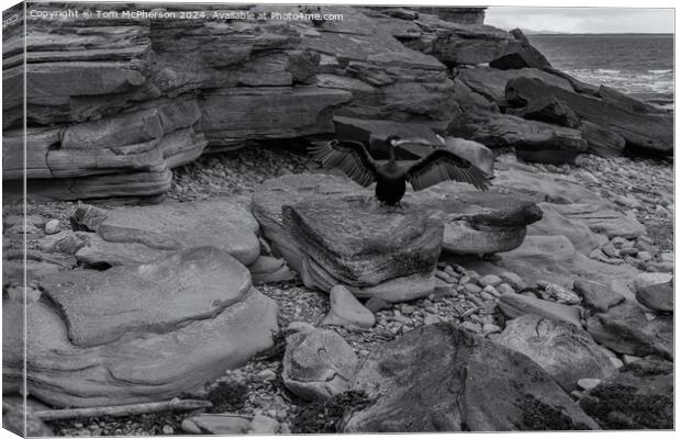 Burghead View Canvas Print by Tom McPherson