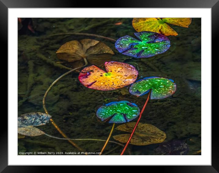 Colorful Fall Lily Pads Tofuku-Ji Zen Buddhist Temple Kyoto Japa Framed Mounted Print by William Perry