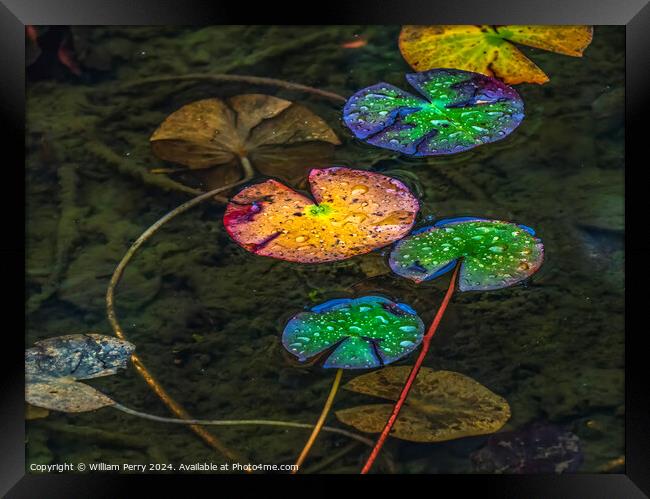 Colorful Fall Lily Pads Tofuku-Ji Zen Buddhist Temple Kyoto Japa Framed Print by William Perry