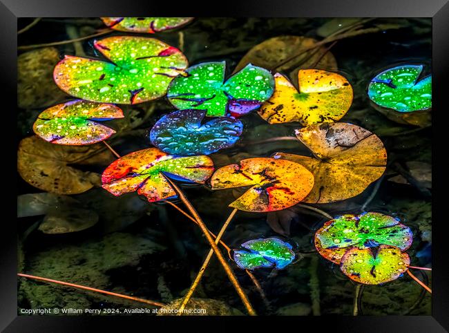Fall Lily Pads Tofuku-Ji Zen Buddhist Temple Kyoto Japan Framed Print by William Perry