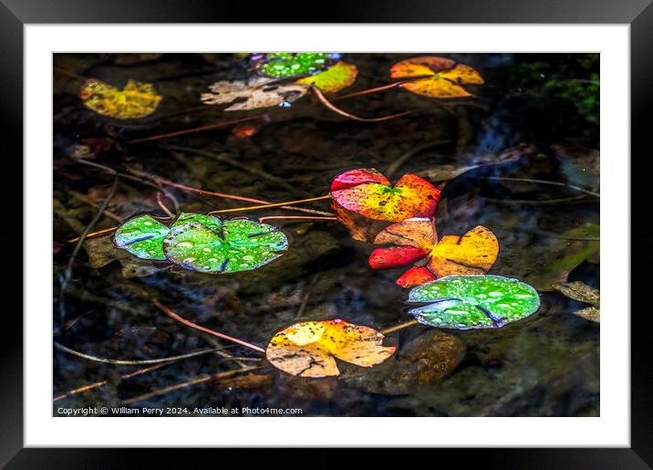 Fall Lily Pads Tofuku-Ji Temple Kyoto Japan Framed Mounted Print by William Perry