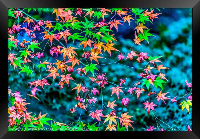 Colorful Fall Leaves Tofuku-Ji Zen Buddhist Temple Kyoto Japan Framed Print by William Perry
