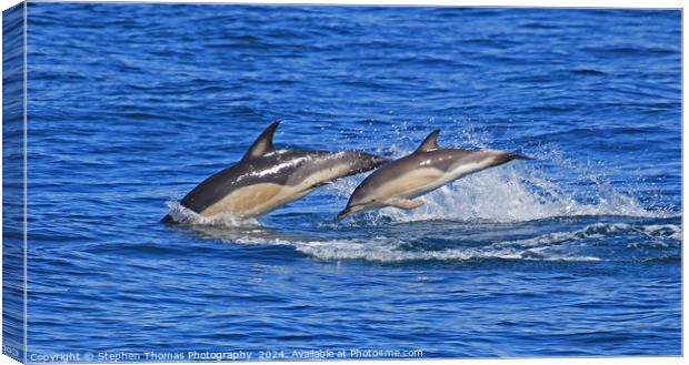 Common Dolphins Mother and Calf Canvas Print by Stephen Thomas Photography 