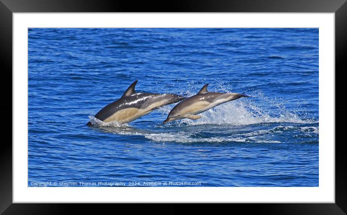 Common Dolphins Mother and Calf Framed Mounted Print by Stephen Thomas Photography 