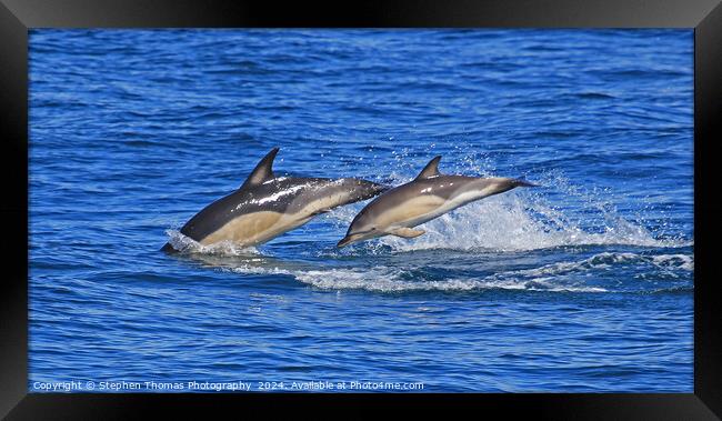 Common Dolphins Mother and Calf Framed Print by Stephen Thomas Photography 