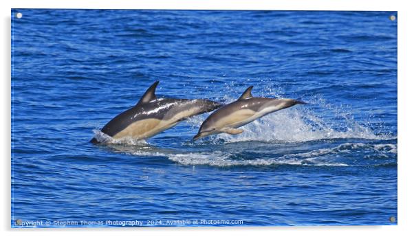 Common Dolphins Mother and Calf Acrylic by Stephen Thomas Photography 