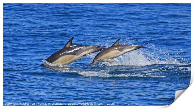 Common Dolphins Mother and Calf Print by Stephen Thomas Photography 