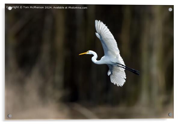 Great Egret Acrylic by Tom McPherson