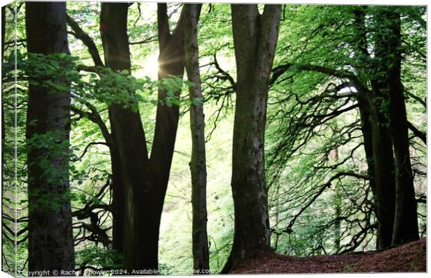 Sunlight Trees Canvas Print by RJ Bowler