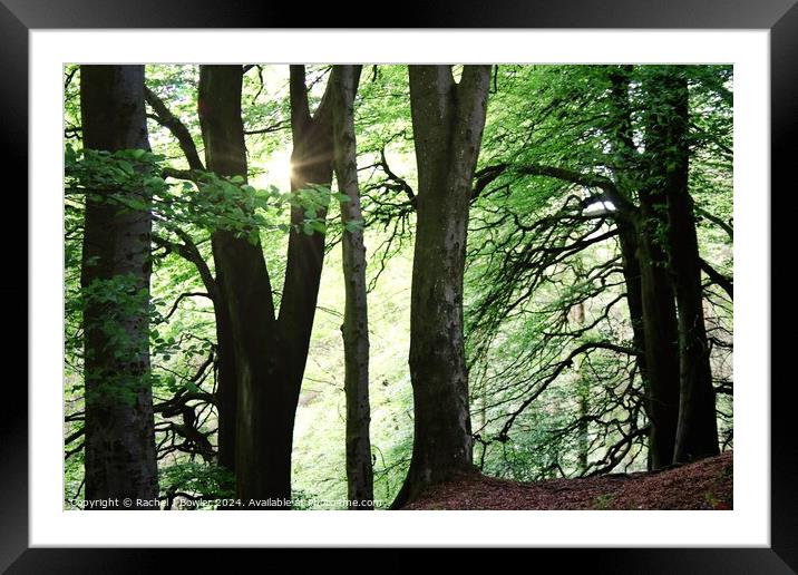 Sunlight Trees Framed Mounted Print by RJ Bowler