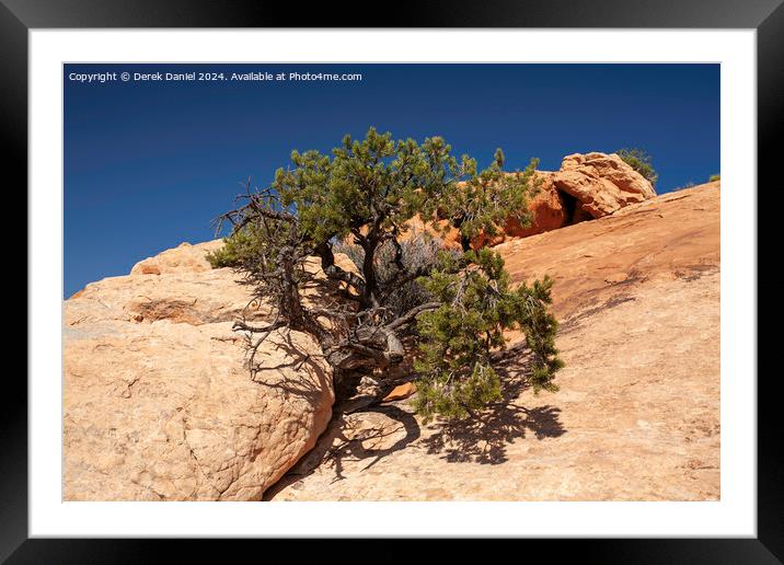 Tree in Rock Framed Mounted Print by Derek Daniel