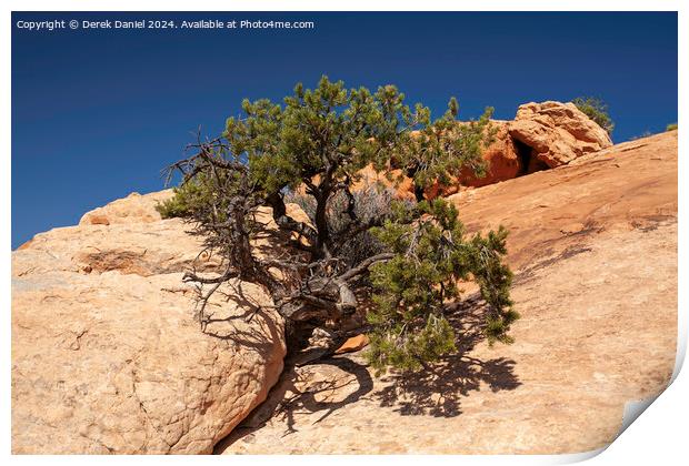 Tree in Rock Print by Derek Daniel
