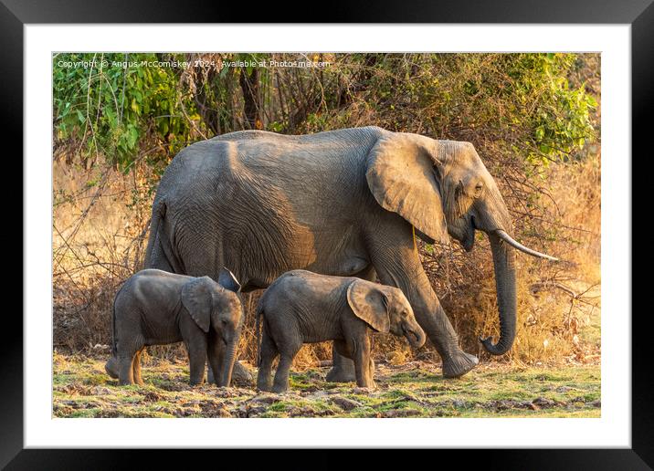 Female African elephant with calves, Zambia Framed Mounted Print by Angus McComiskey
