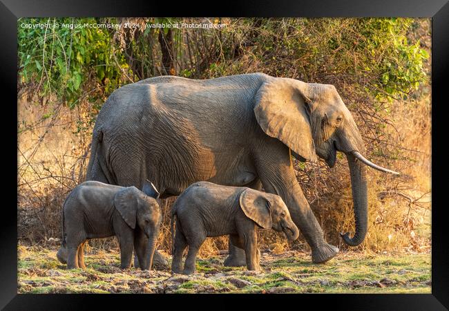 Female African elephant with calves, Zambia Framed Print by Angus McComiskey
