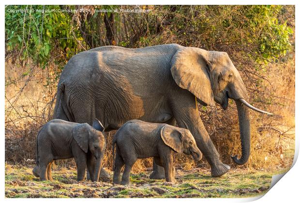 Female African elephant with calves, Zambia Print by Angus McComiskey