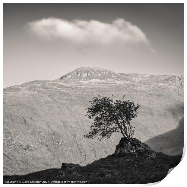 Glen Shiel Tree Print by Dave Bowman