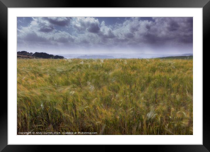 Wheat in the Wind Framed Mounted Print by Andy Durnin