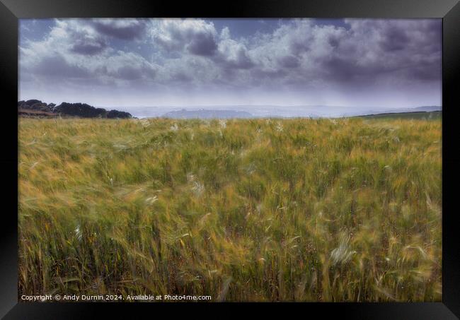 Wheat in the Wind Framed Print by Andy Durnin