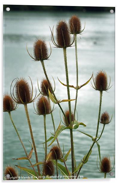 Teasle (Dipsacaceae) Acrylic by Mandy Rice