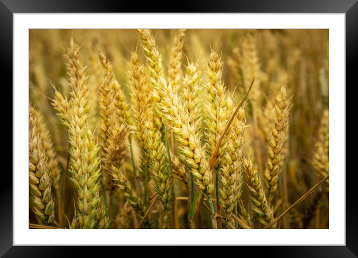 Close-up of ears of wheat Framed Mounted Print by Dariusz Banaszuk