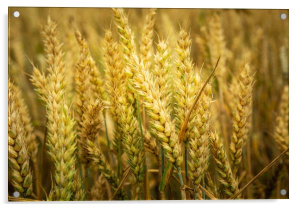 Close-up of ears of wheat Acrylic by Dariusz Banaszuk