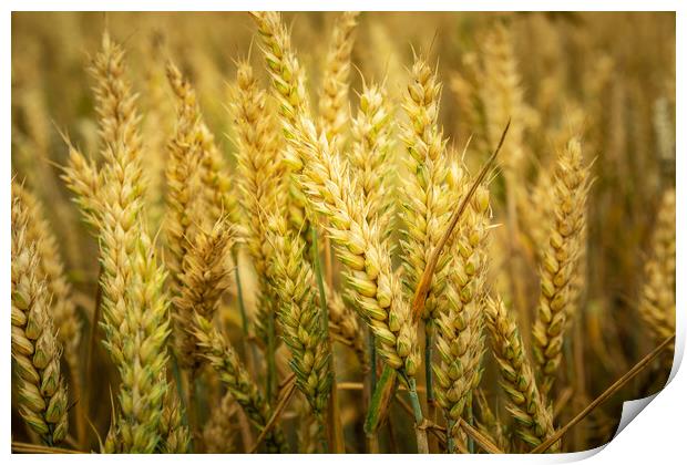 Close-up of ears of wheat Print by Dariusz Banaszuk
