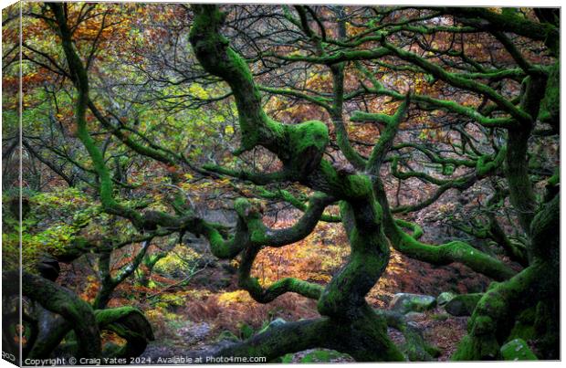 Twisted Gnarly Trees Padley Gorge Canvas Print by Craig Yates