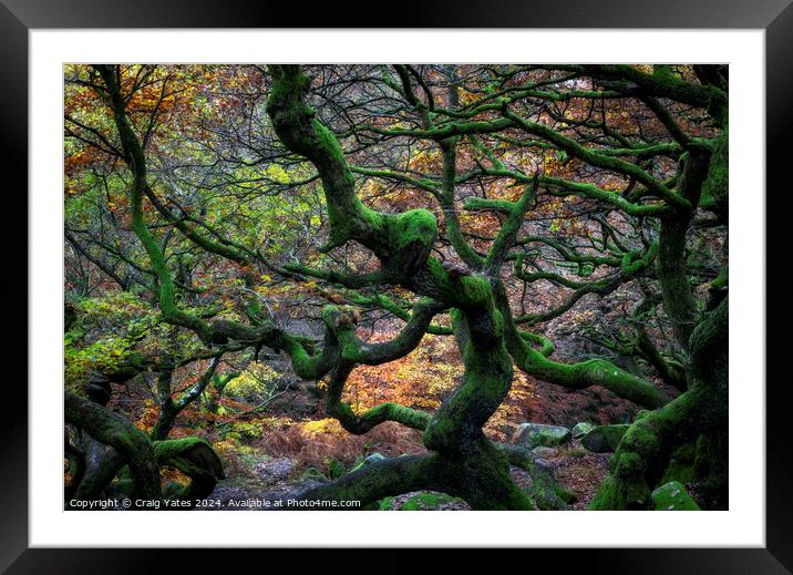 Twisted Gnarly Trees Padley Gorge Framed Mounted Print by Craig Yates