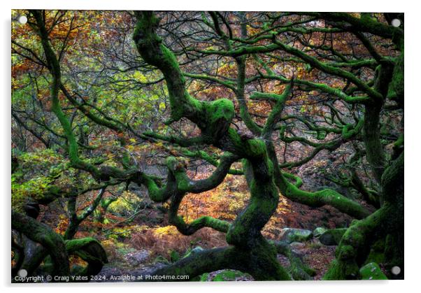 Twisted Gnarly Trees Padley Gorge Acrylic by Craig Yates