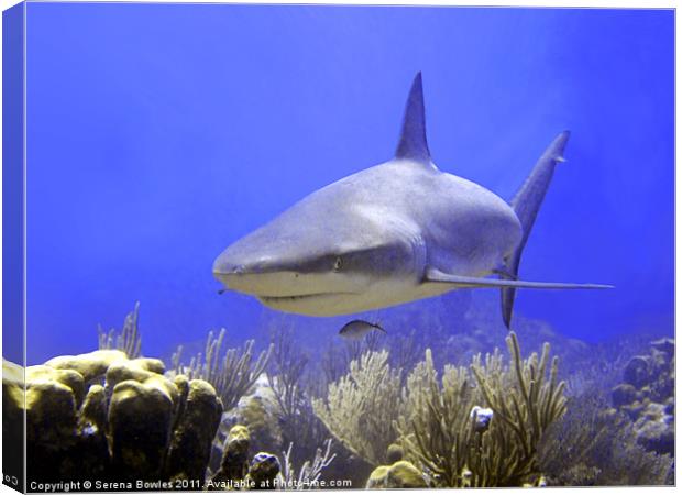 Caribbean Reef Shark Swimming Into Shot Canvas Print by Serena Bowles