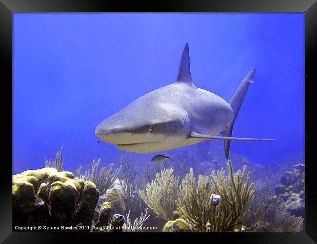 Caribbean Reef Shark Swimming Into Shot Framed Print by Serena Bowles
