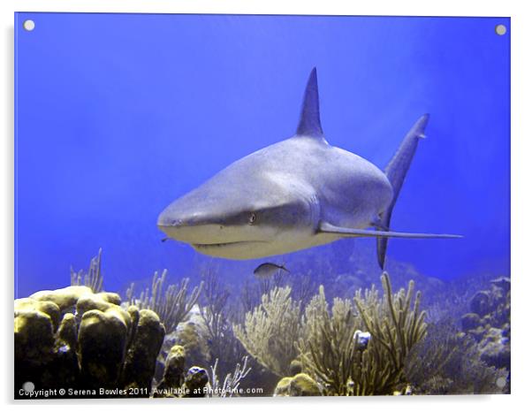 Caribbean Reef Shark Swimming Into Shot Acrylic by Serena Bowles