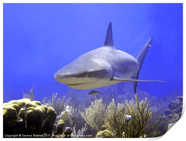 Caribbean Reef Shark Swimming Into Shot Print by Serena Bowles