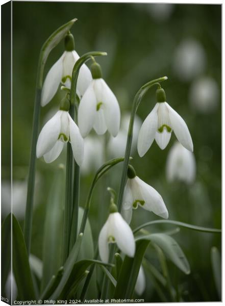 Snowdrops, Oxfordshire Canvas Print by Philip King