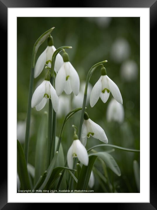 Snowdrops, Oxfordshire Framed Mounted Print by Philip King