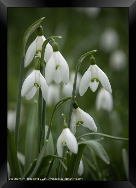Snowdrops, Oxfordshire Framed Print by Philip King
