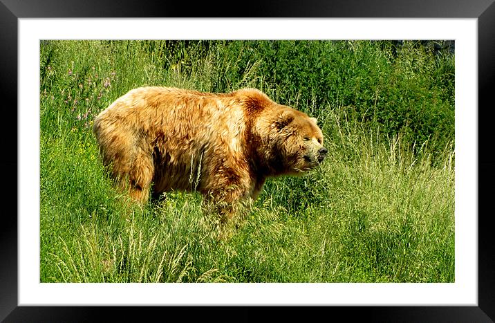 Bear Framed Mounted Print by barbara walsh